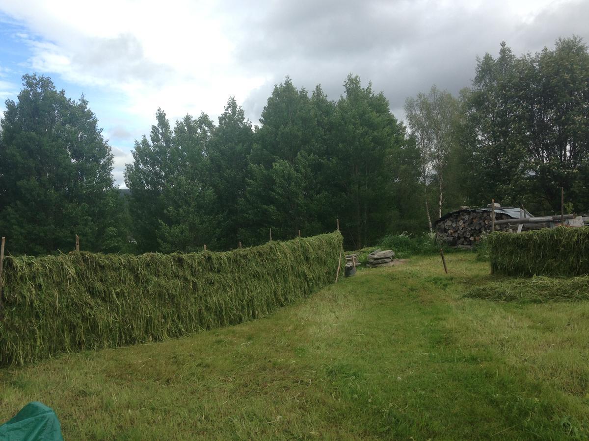 Ivaregga Vinterstua Tolga Exterior foto